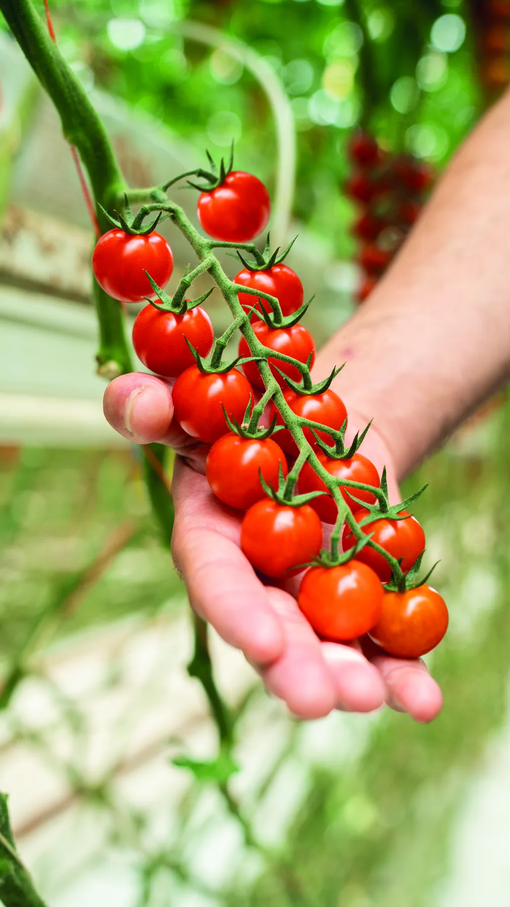 Mano sosteniendo una rama de tomate cherry recién cortada