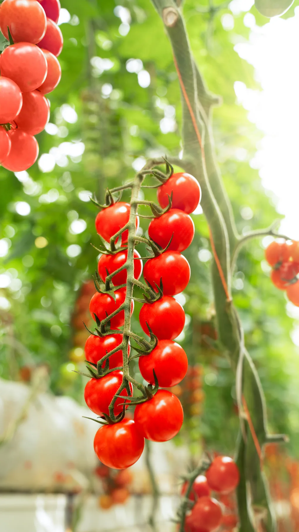 Ramas de tomate cherry maduras en la planta